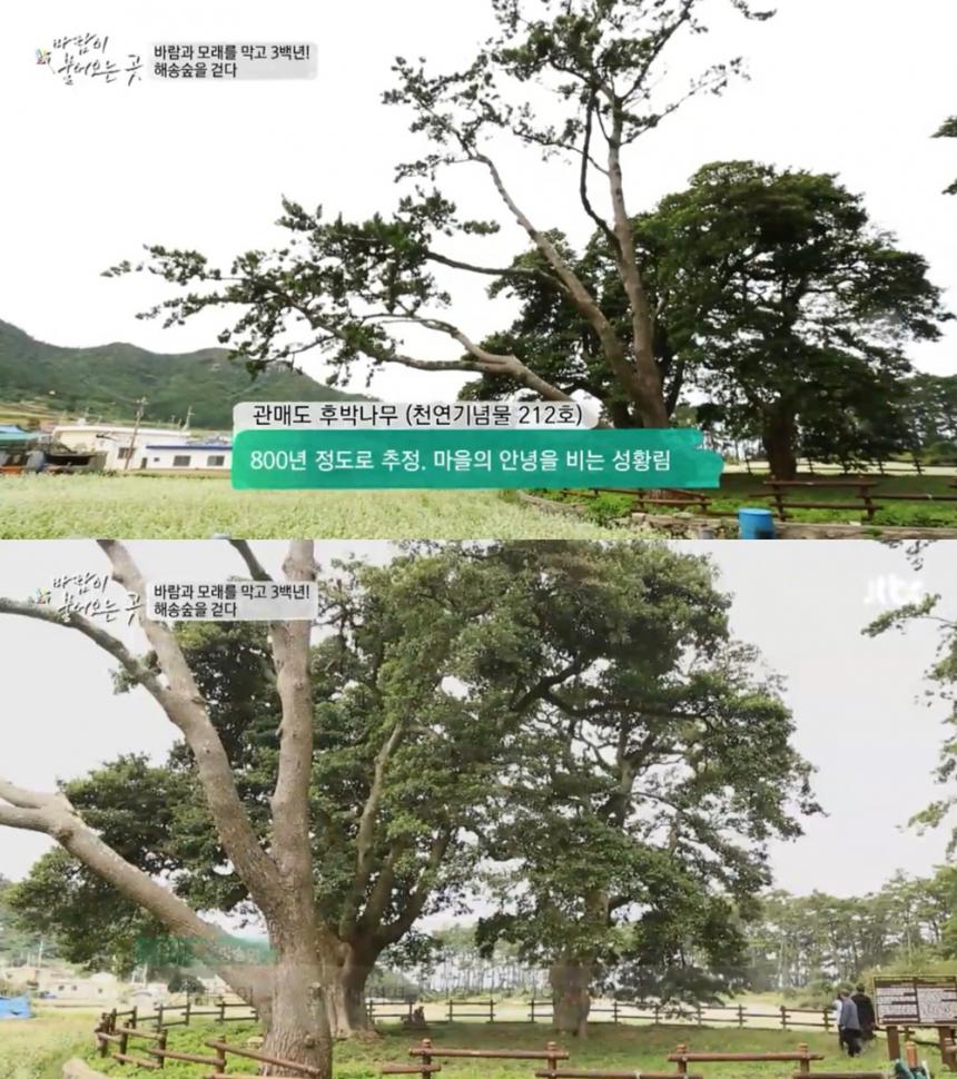 후박나무 / JTBC ‘바람이 불어오는 곳’ 방송 캡처