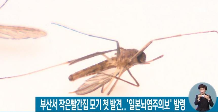 SBS 뉴스 화면 캡처