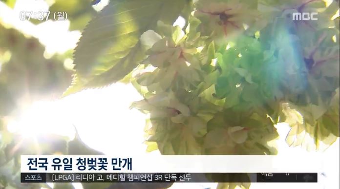 개심사 청벚꽃 / MBC 7시 뉴스 방송캡처