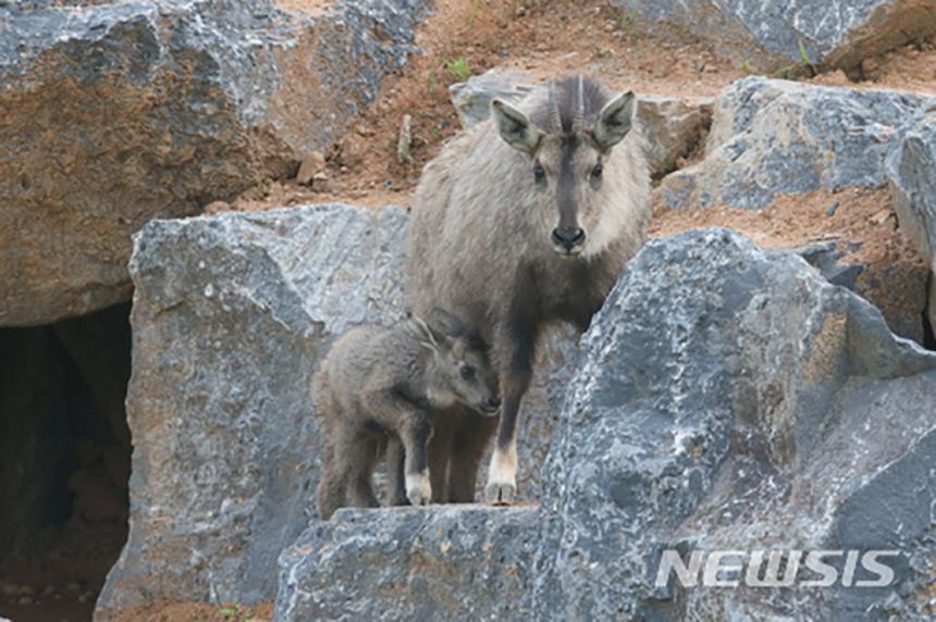 멸종위기종 산양 / 뉴시스