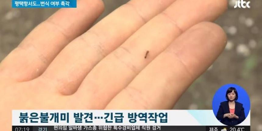 인천항서 붉은불개미 발견 / JTBC 뉴스 방송캡처