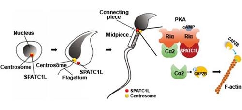 SPATC1L 단백질은 정자 발생 세포 시기부터 존재한다. 정자로 분화했을 때 정자 머리와 꼬리를 연결하는 부위에서 발견된다. 세포 내 골격구조 역할을 하는 액틴을 안정화하고, 머리-꼬리 연결을 유지하게 한다. [한국연구재단 제공=연합뉴스]