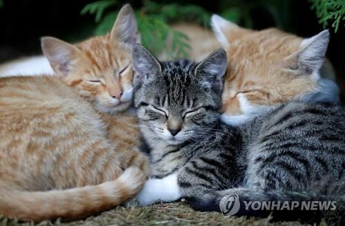 집 고양이 / 로이터=연합뉴스