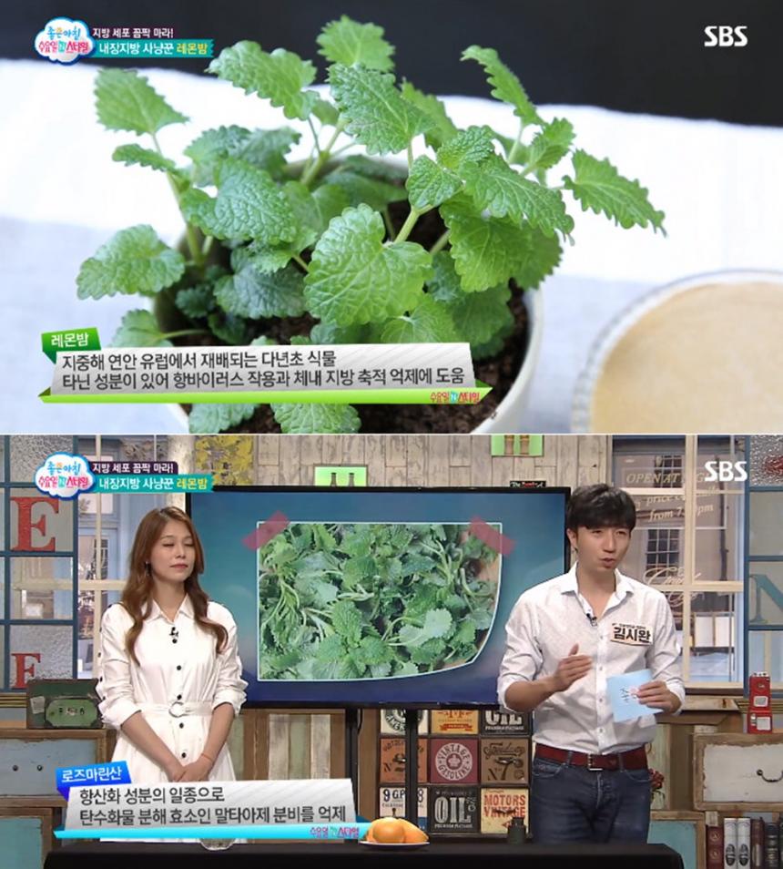 SBS ‘좋은아침’ 방송 캡처