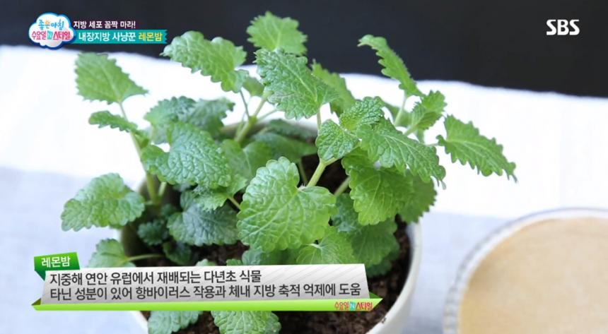 SBS ‘좋은아침’ 방송 화면 캡처