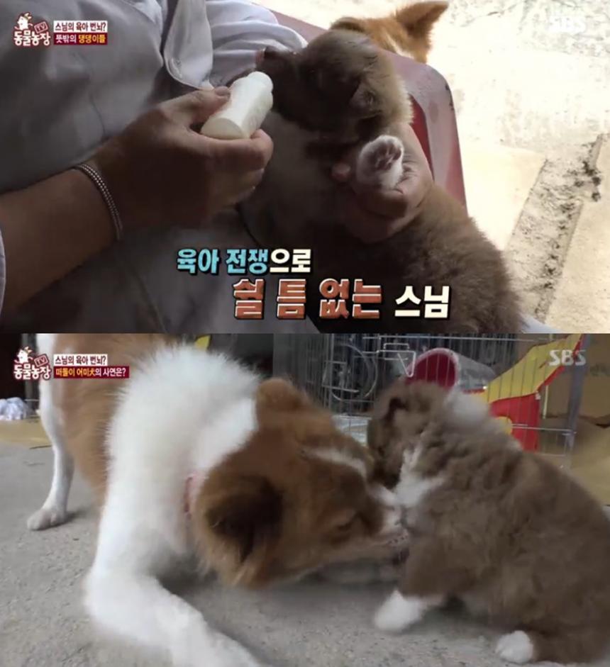 SBS ‘TV동물농장’ 캡쳐