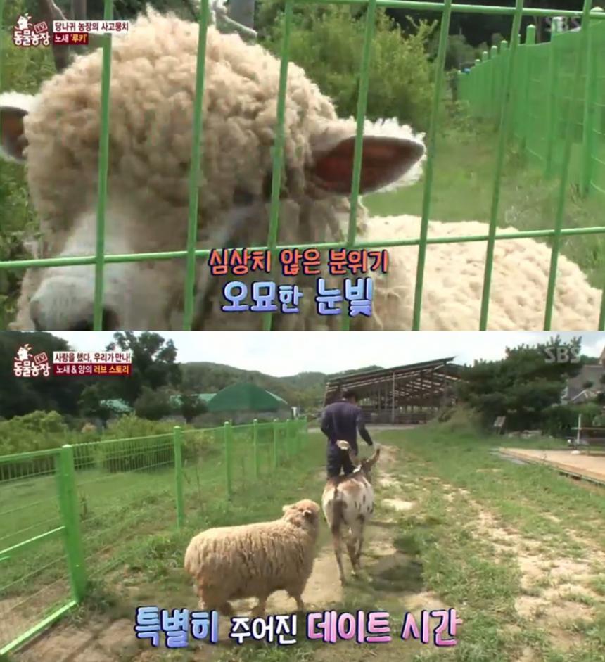 SBS ‘TV동물농장’ 캡쳐