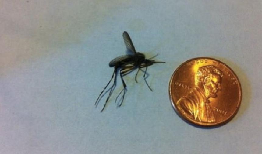 동전 크기와 비슷한 미국산 큰 모기 / Jonna Poe