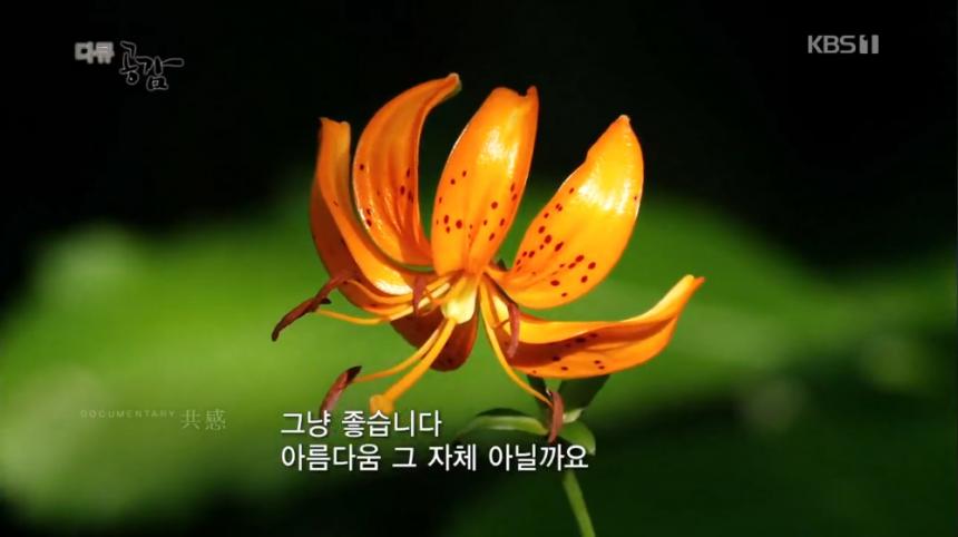KBS1 ‘다큐 공감’ 방송 캡처