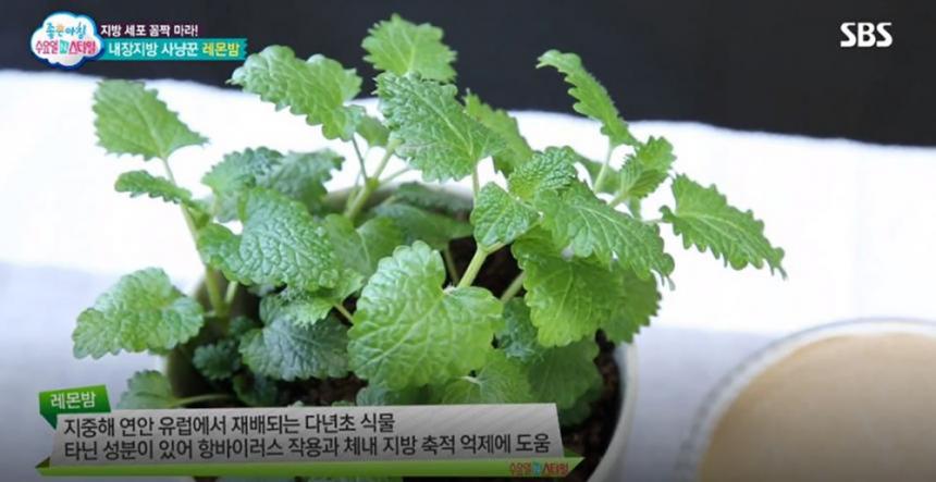 SBS ‘좋은아침’ 방송 화면 캡처