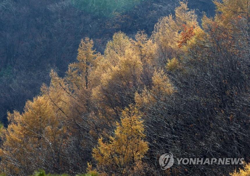 일본잎갈나무 / 연합뉴스