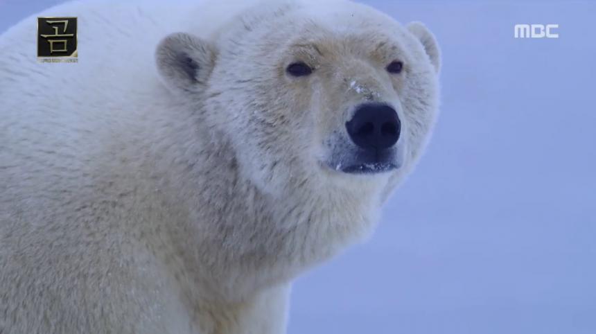 눈물 북극곰 의 북극곰 북극곰의