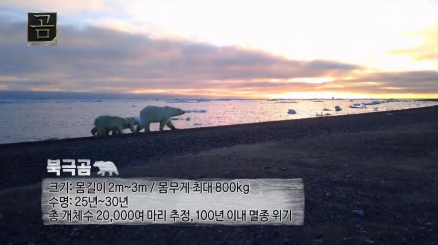 MBC ‘곰’ 방송 캡처