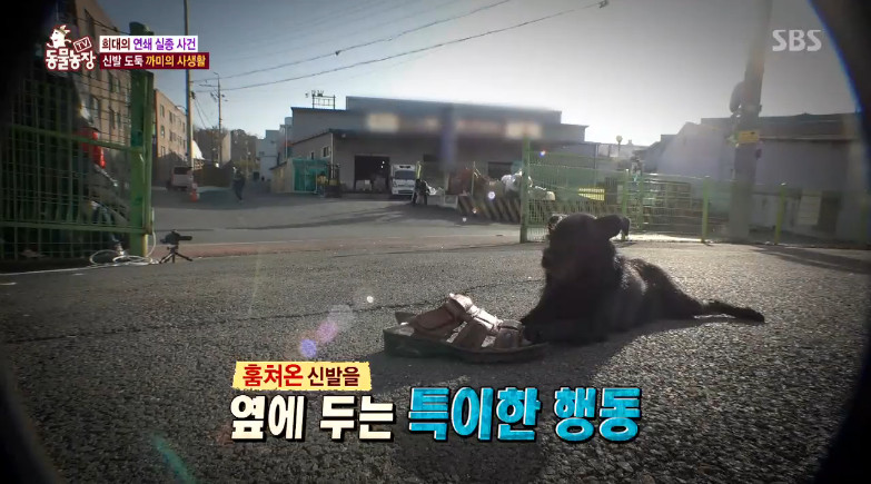 SBS ‘TV 동물농장’ 방송 캡처