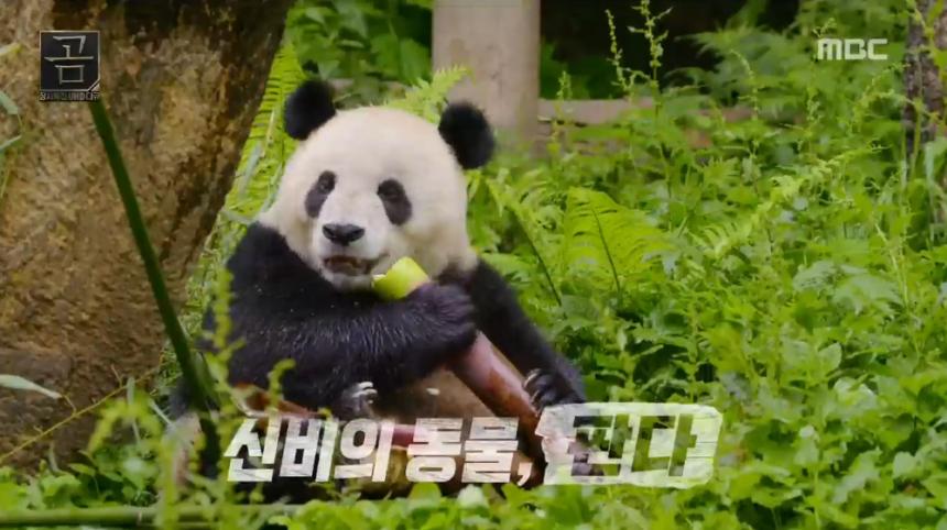 MBC ‘곰’ 방송 캡처