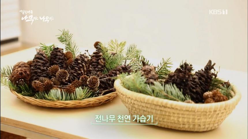 KBS1 ‘설 특집 나무야 나무야 제1편 평창 전나무숲’ 방송 캡처