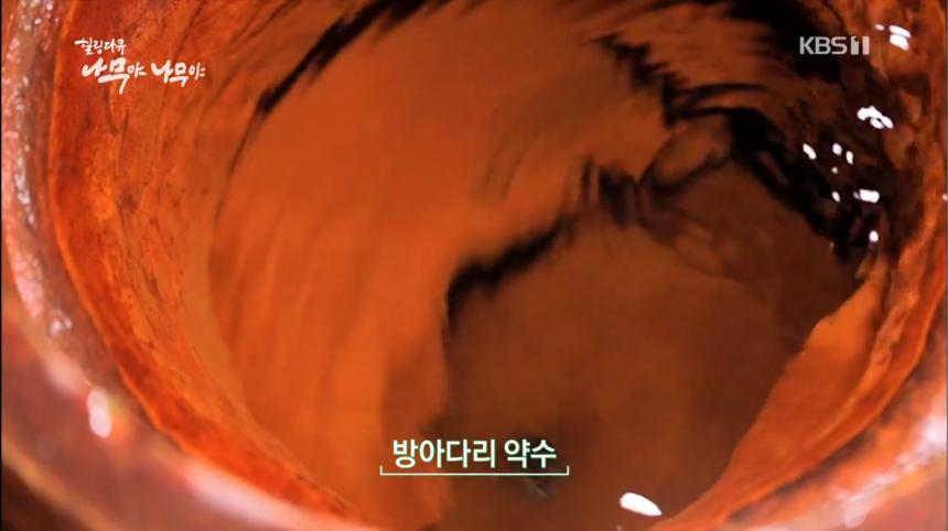 KBS1 ‘설 특집 나무야 나무야 제1편 평창 전나무숲’ 방송 캡처