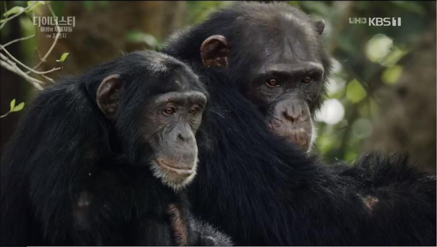 KBS1 ‘설 특집 다큐멘터리 다이너스티 야생의 지배자들 - 제1편 침팬지’ 방송 캡처