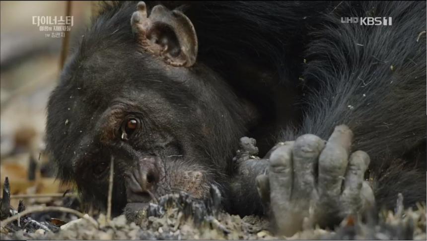 KBS1 ‘설 특집 다큐멘터리 다이너스티 야생의 지배자들 - 제1편 침팬지’ 방송 캡처
