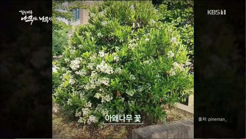 KBS1 ‘설 특집 나무야 나무야 제2편 남해 아왜나무숲’ 방송 캡처