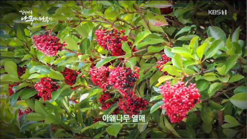 KBS1 ‘설 특집 나무야 나무야 제2편 남해 아왜나무숲’ 방송 캡처