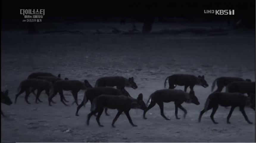 KBS1 ‘설 특집 다큐멘터리 다이너스티 야생의 지배자들 - 제4편 아프리카 들개’ 방송 캡처