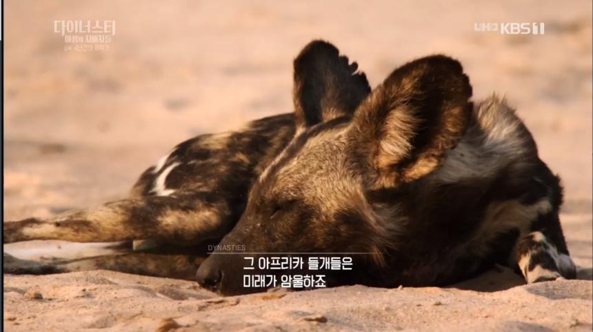 KBS1 ‘설 특선 다큐멘터리 다이너스티 야생의 지배자들 - 제6편 4년간의 제작기’ 방송 캡처