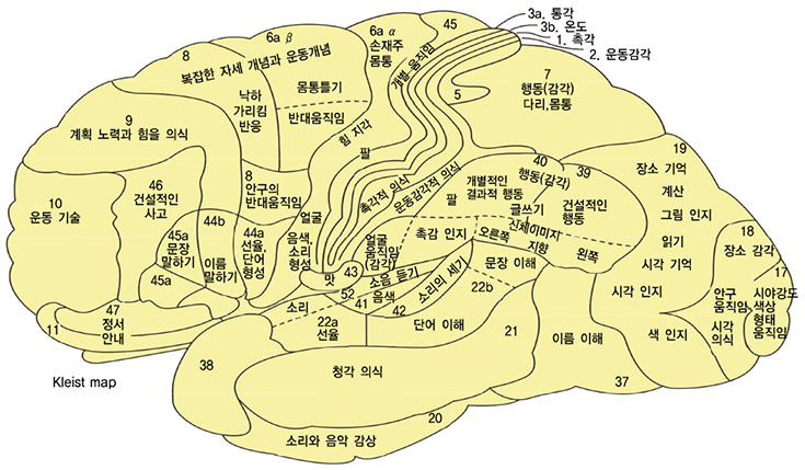 대뇌반구 외측피질의 영역별 기능 / 씨앗기술연구실