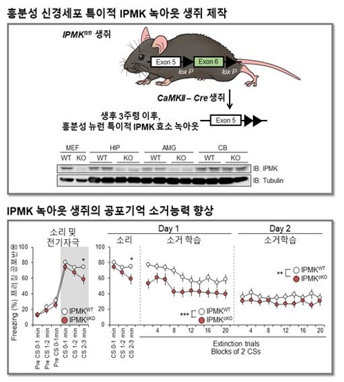 이노시톨 대사 효소(IPMK)를 제거한 생쥐의 공포기억 소거 연구. 유전자 녹아웃 기술로 이노시톨 대사 효소를 제거했다. 그 결과 소리·전기자극 공포기억 소거 능력이 현저하게 향상했다. [한국연구재단 제공=연합뉴스]