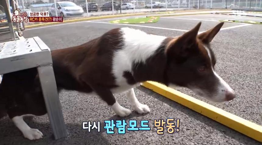 SBS ‘동물농장’ 방송 캡쳐