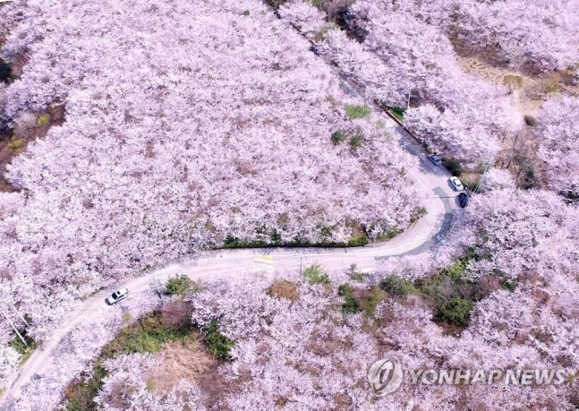 황령산 벚꽃길 / 연합뉴스