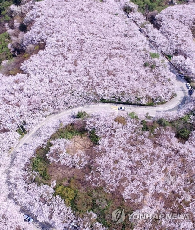 황령산 벚꽃길 / 연합뉴스