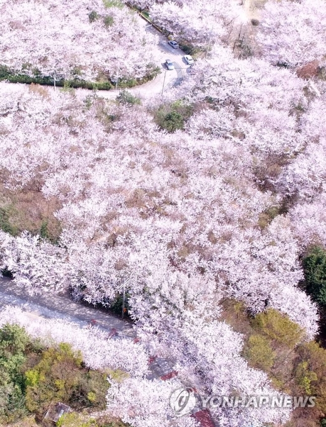 황령산 벚꽃길 / 연합뉴스