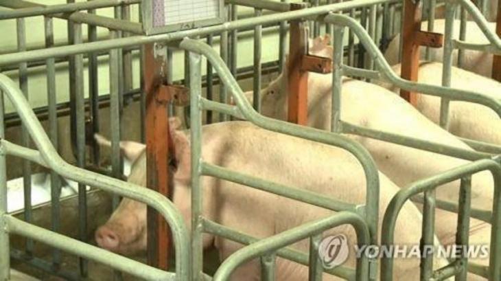 돼지열병 / 연합뉴스