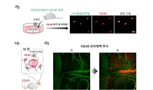 알츠하이머 동물모델 뇌의 미세 아교세포를 CDr20으로 관찰한 모습 [기초과학연구원 제공]