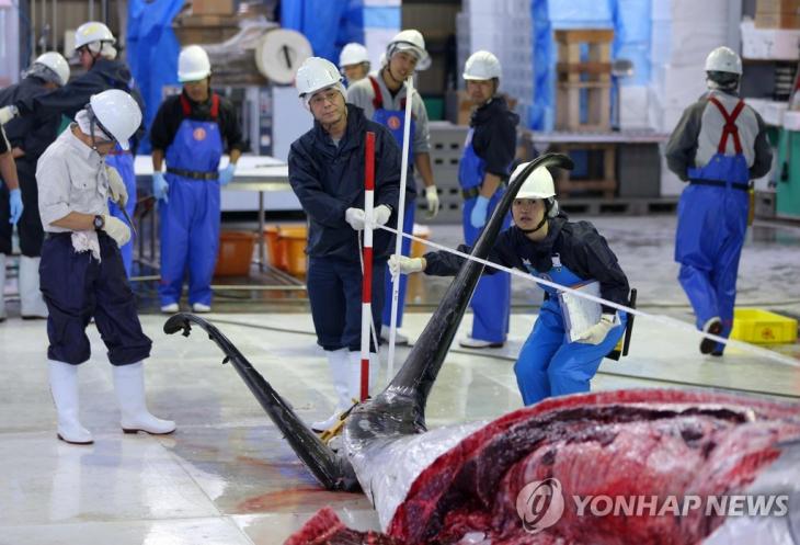 2019년 7월 1일 일본 홋카이도 구시로 항에서 밍크고래 해체작업이 진행되고 있다. [EPA=연합뉴스]