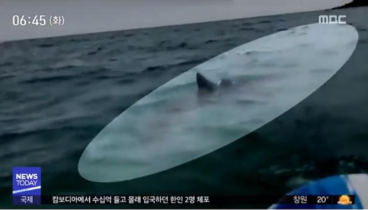 제주 함덕해수욕장서 상어 출몰 / MBC ‘뉴스투데이’ 방송 캡처