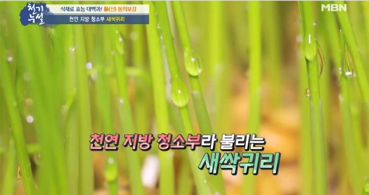 새싹귀리 / MBN ‘천기누설’ 방송 캡처