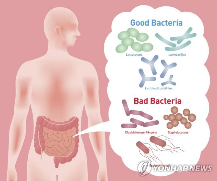 장 속 유익균과 유해균 / 연합뉴스