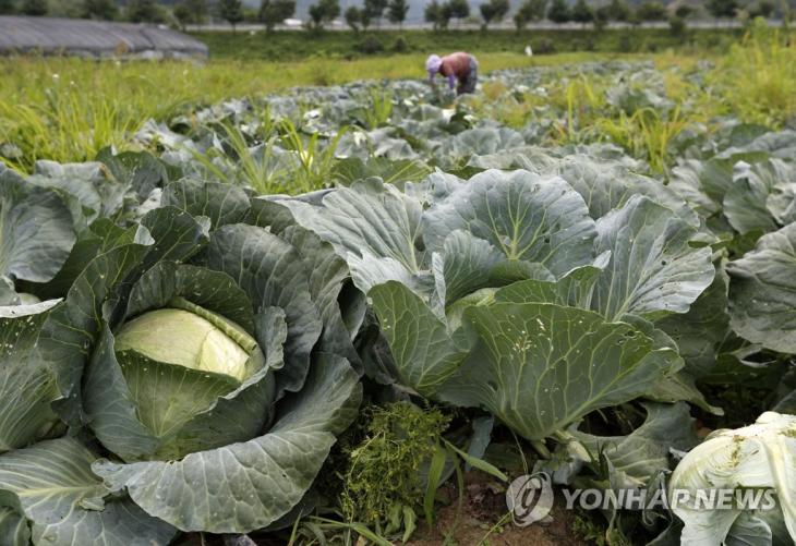 연합뉴스 제공