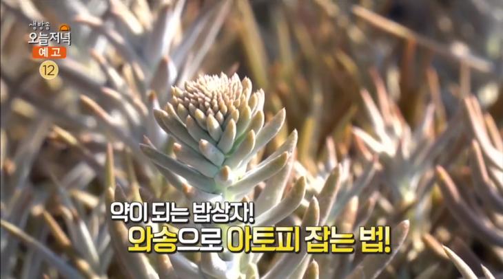 MBC ‘생방송 오늘저녁’ 방송 캡처