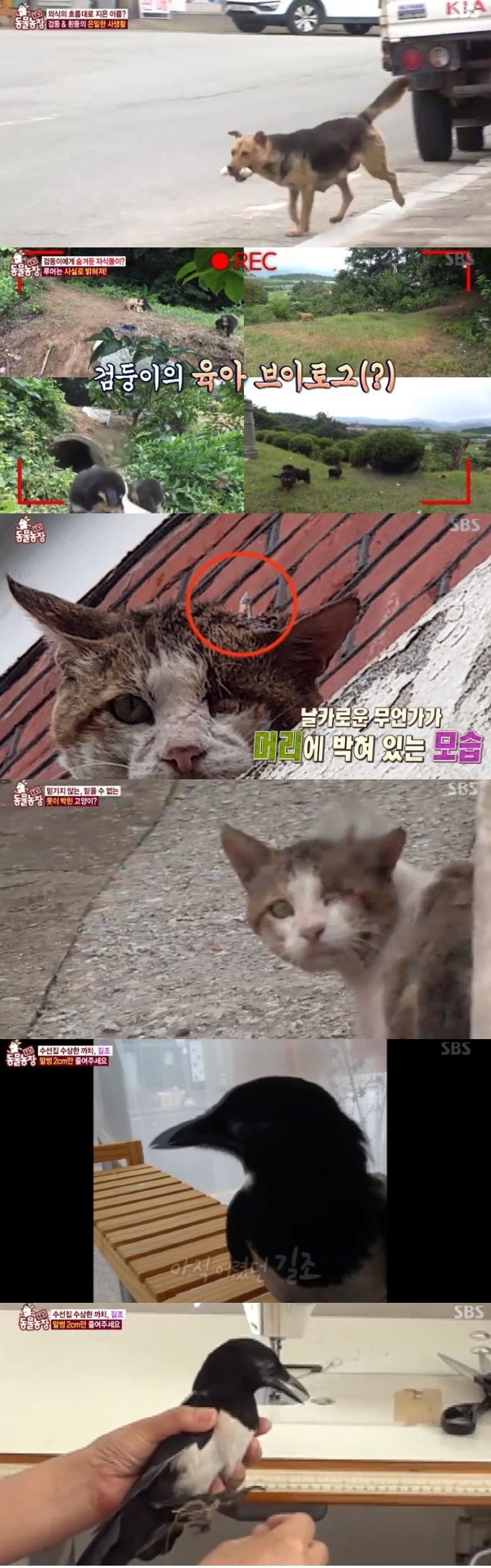 SBS 'TV동물농장' 캡처