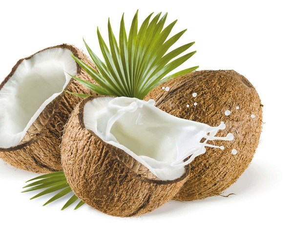 코코넛 / 네이버