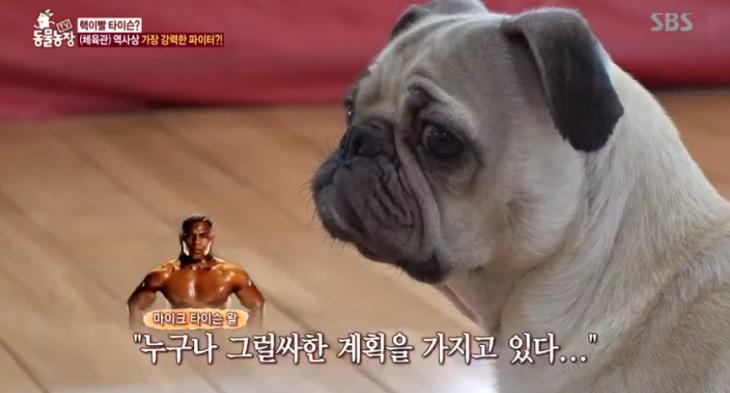 SBS 'TV동물농장' 캡처