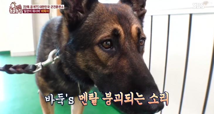 군견 바둑이 / SBS 'TV 동물농장' 캡처