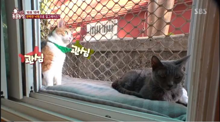 SBS ‘동물농장’ 방송 캡처
