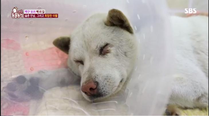 SBS ‘동물농장’ 방송 캡처