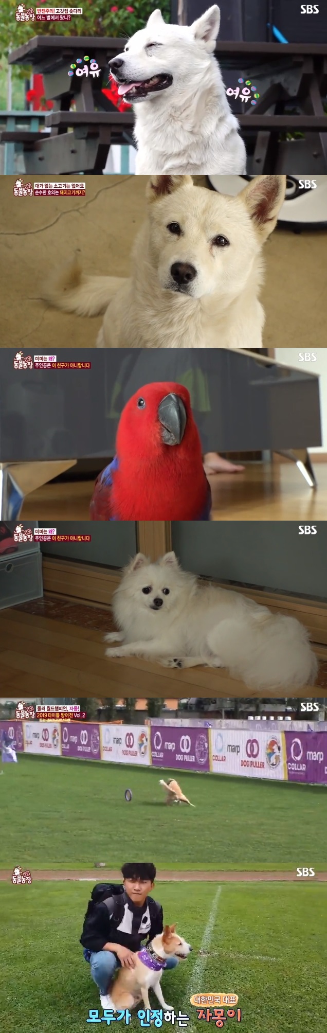 SBS 'TV 동물농장' 캡처
