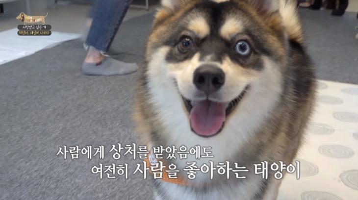 EBS '세상에서 나쁜 개는 없다' 방송 캡처