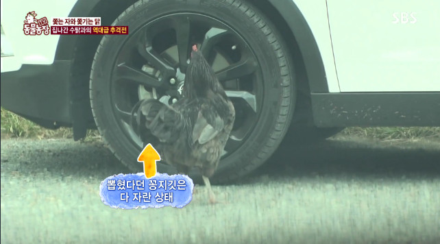 SBS ‘TV동물농장’ 방송 캡처